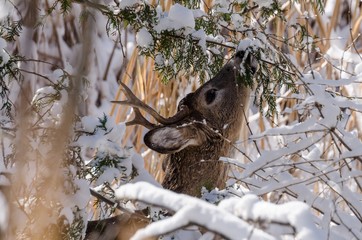 Young Whitetail buck in the snow