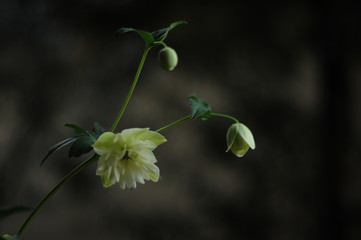Chest Rose flowers and bud