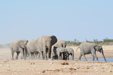 Fototapeta premium Elephants in Namibia