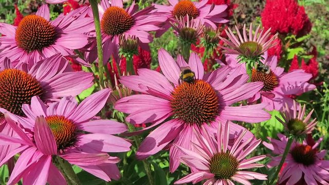 purple coneflower (Echinacea purpurea) and  bumble bee