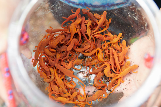 Glass bowl containing newts, close-up, overhead view