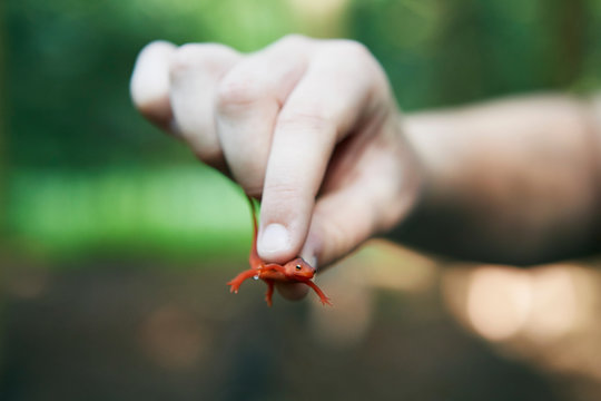 Young girl holding newt, close-up