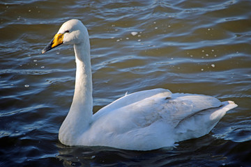 Fototapeta premium Whooper swan