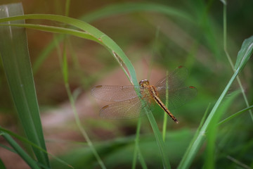 Closeup of beautiful dragonfly holding on green grass in forest