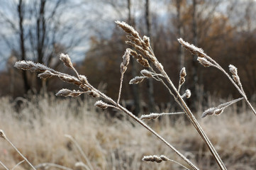 Wild grass covered with frost in a early cold autumn morning