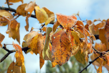 Autumn apple branch with yellow leaves