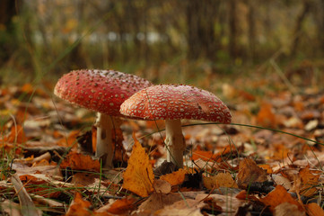 Bright fly agaric with leaves in the autumn forest