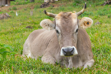 Ox in a Farm in Gramado