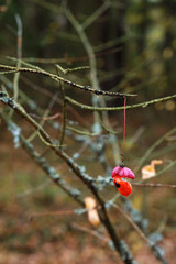 Spindle branch with a red berry in the autumn forest