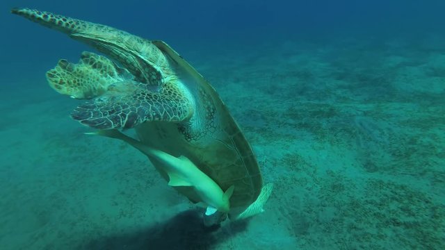 Big male Green Sea Turtle (Chelonia mydas) with Remora fish (Echeneis naucrates) dives to the bottom and eats the sea grass on a sandy bottom, Red sea, Marsa Alam, Abu Dabab, Egypt
