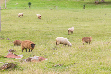 Naklejka na ściany i meble Sheeps in Farm in Gramado