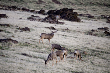 Mule Deer