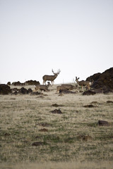 Mule Deer