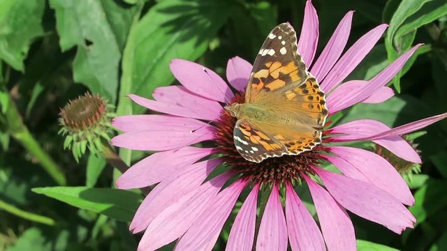 Vanessa cardui butterfly on purple coneflower (Echinacea purpurea)