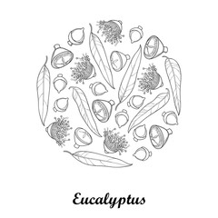 Fototapeta na wymiar Vector round composition with outline Eucalyptus globulus or Tasmanian blue gum, fruit, flower, leaf isolated on white background. Contour Eucalyptus for cosmetic, medicinal design or coloring book. 