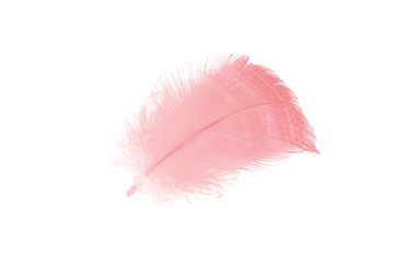 coral pink feather on white background 