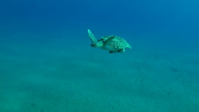 Young male Green Sea Turtle (Chelonia mydas) with Remora fish (Echeneis naucrates) swims in the blue water, Red sea, Marsa Alam, Abu Dabab, Egypt
