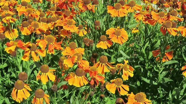 flowerbed of orange yellow  sneezeweed (Helenium)