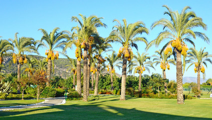 palm trees in the landscape design of public space