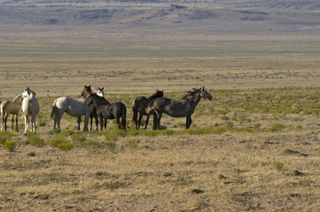 Obraz na płótnie Canvas Wild horses on a Utah dessert