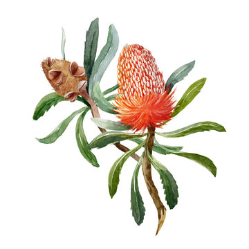 Watercolor Banksia Flower Vector Composition