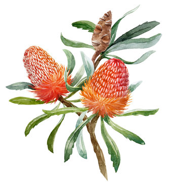 Watercolor Banksia Flower Vector Composition