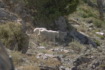 Fototapeta na wymiar Family of Mountain Goats moving down the mountain.
