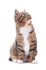 Beautiful cat isolated on a white