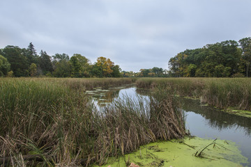 Swamp leading to Minnetonka lake 