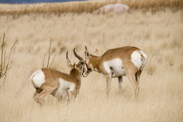 Antelope Pronghorn