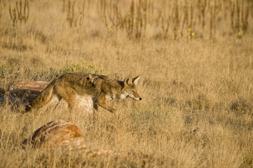 Coyote