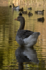 White-Fronted Goose