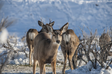 Mule Deer