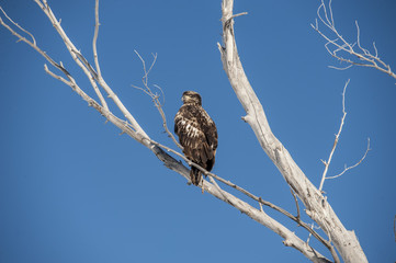 Bald Eagel In flight