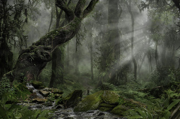 Forêt tropicale d& 39 Asie
