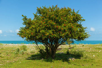 bush with red flowers of pomegranate near the blue sea, bush and flowers of pomegranate