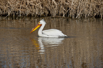 White Pelican on the water
