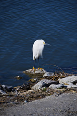 Snowy Egret