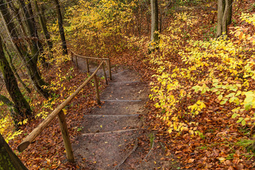 path in the autumn forest, wooden steps in the autumn forest, Pathway through the autumn forest