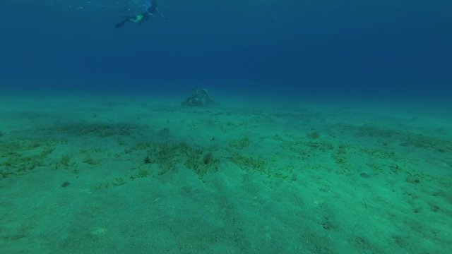 Man shooting on action camera Green Sea Turtle (Chelonia mydas) eats the sea grass on a sandy bottom, Red sea, Marsa Alam, Abu Dabab, Egypt
