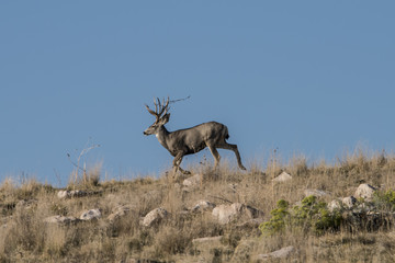 Fototapeta premium Mule Deer