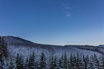 Waldlandschaft im Winter mit Schnee
