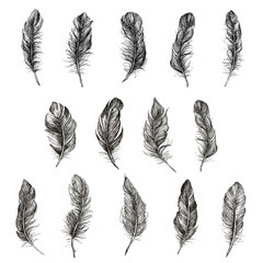 Vector Black and White Feather Pattern
