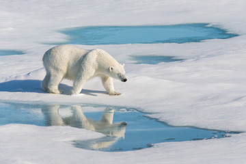 Polar bear with reflection