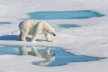 Abwaschbare Fototapete Eisbär Eisbär mit Spiegelung