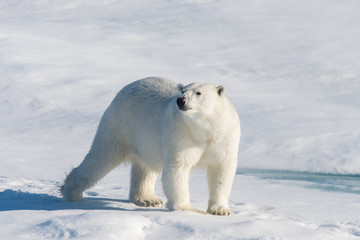 Polar bear on the pack ice