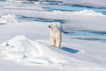 Polar bear sitting