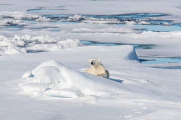 Fototapeta na wymiar Polar bear lying on the ice