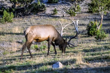 BULL ELK IN VELVET