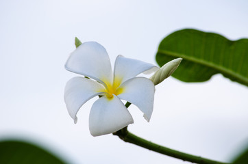 Champa flower the beautiful flower.